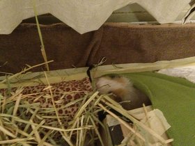 2021-01-20 Teddy reclaims her tunnel.jpg